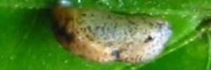 Pupae